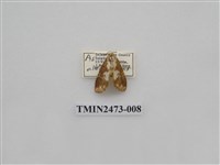 藏品(褐白豔苔蛾)的圖片